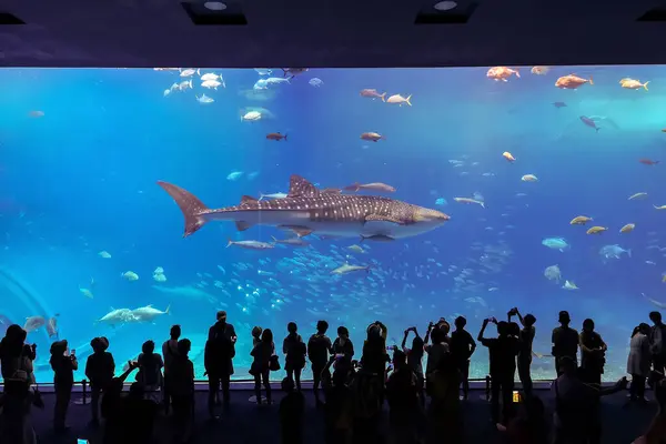 Silhuetas Pessoas Com Tubarão Baleia — Fotografia de Stock