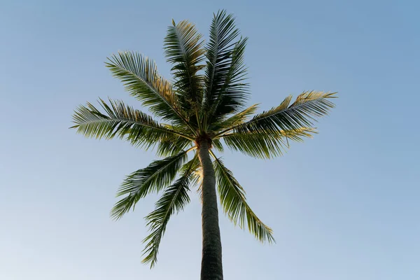 Coconuts Palm Tree Sky Background — Stock Photo, Image