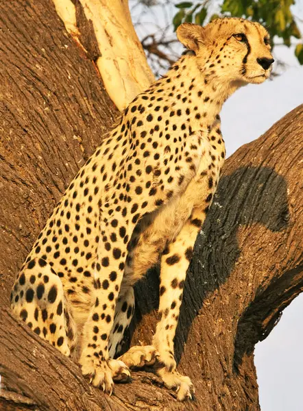 Леопард Национальном Парке Крюгер Юар — стоковое фото