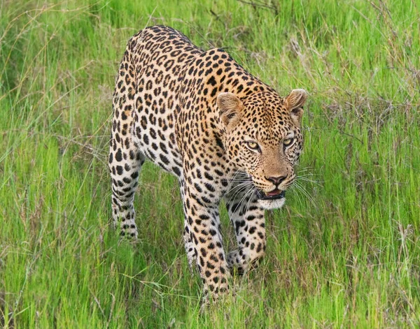 Leopar Kruger National Park Güney Afrika — Stok fotoğraf