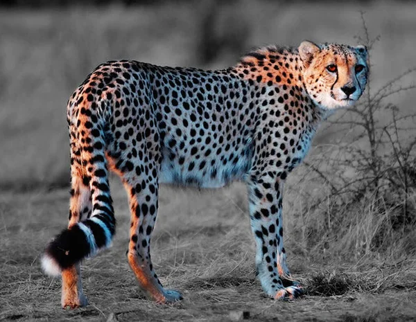 Leopard Kruger National Park Zuid Afrika — Stockfoto