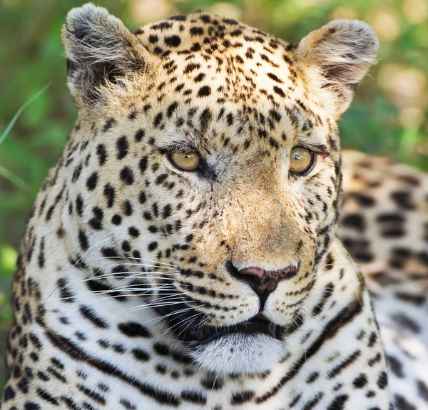 Leopard Kruger Nationalpark Südafrika — Stockfoto