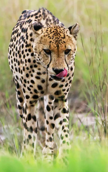 Leopardo Parque Nacional Kruger Sudáfrica — Foto de Stock