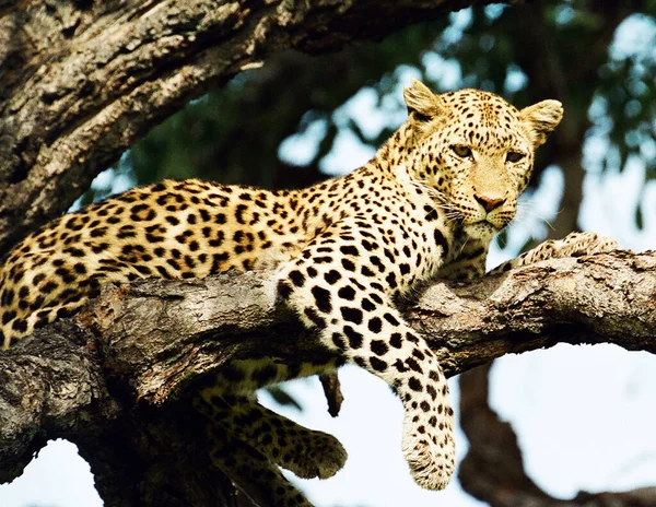 Leopard Kruger Nationalpark Südafrika — Stockfoto