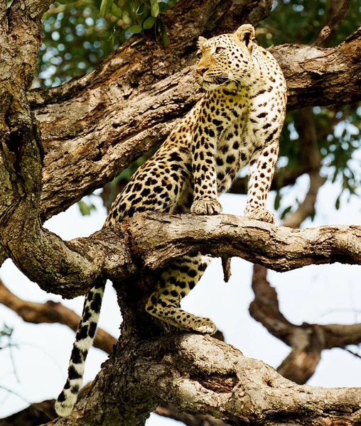 Lampart Kruger National Park Afryka Południowa — Zdjęcie stockowe