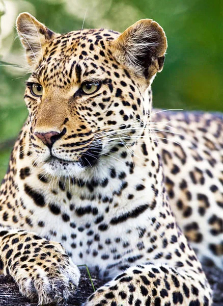 豹在南非克鲁格国家公园 — 图库照片