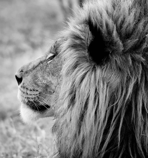 Красивый Величественный Лев Дикой Природе — стоковое фото