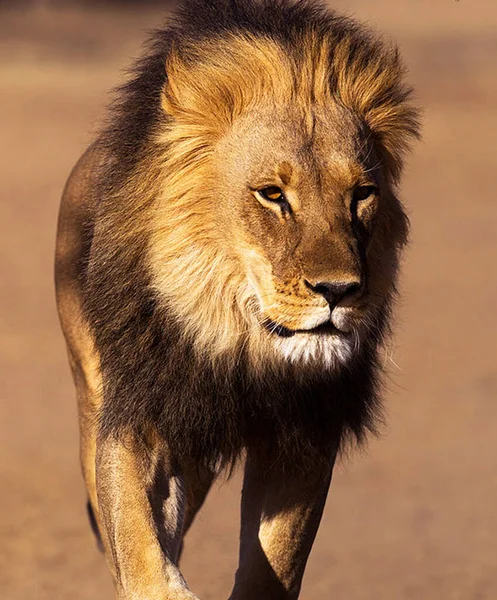 Prachtige Majestueuze Leeuw Het Wild — Stockfoto