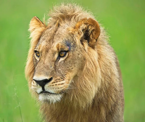 野生生物の美しい雄大なライオン — ストック写真