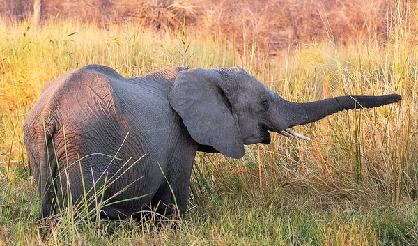 Słoń Afrykański Dzikiej Przyrodzie Loxodonta Africana — Zdjęcie stockowe