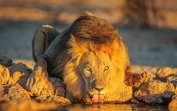 Leeuw Wilde Natuur Panthera Leo Uitzicht Overdag — Stockfoto