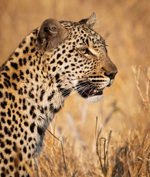 Leopardo Parque Nacional Kruger África Sul — Fotografia de Stock