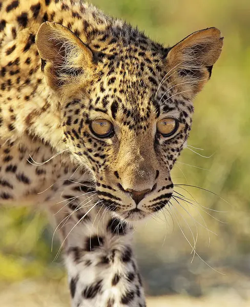 Leopard Kruger Nemzeti Park Dél Afrikai Köztársaság — Stock Fotó