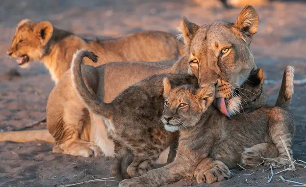León Naturaleza Salvaje Panthera Leo Vista Diurna — Foto de Stock