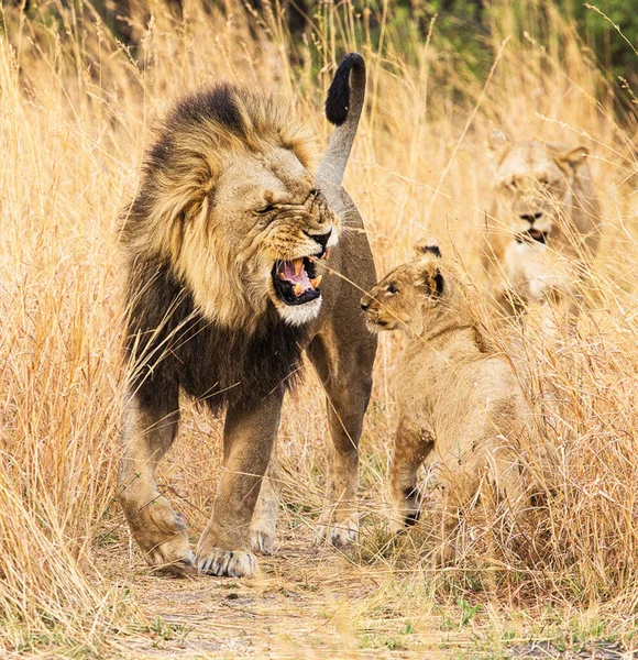 Lev Divoké Přírodě Panthera Leo Zobrazení Dne — Stock fotografie