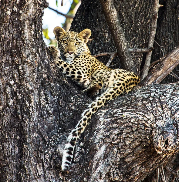 Леопард Национальном Парке Крюгер Юар — стоковое фото