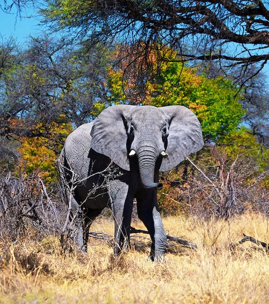 African elephant in wildlife, Loxodonta africana