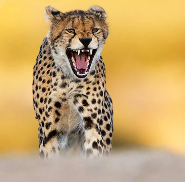 Leopard Kruger National Park South Africa — Stock Photo, Image