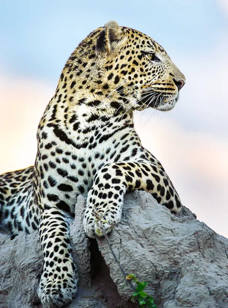 Leopard Kruger National Park Sydafrika — Stockfoto