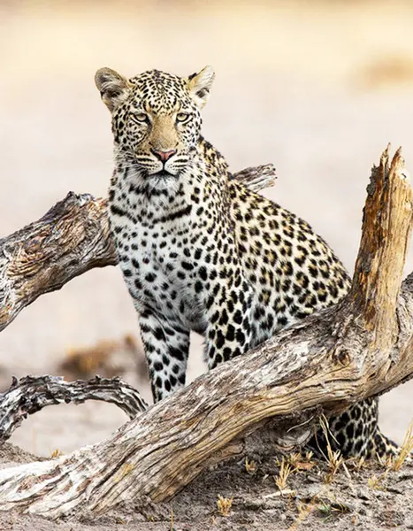 Leopard Kruger National Park Jihoafrická Republika — Stock fotografie