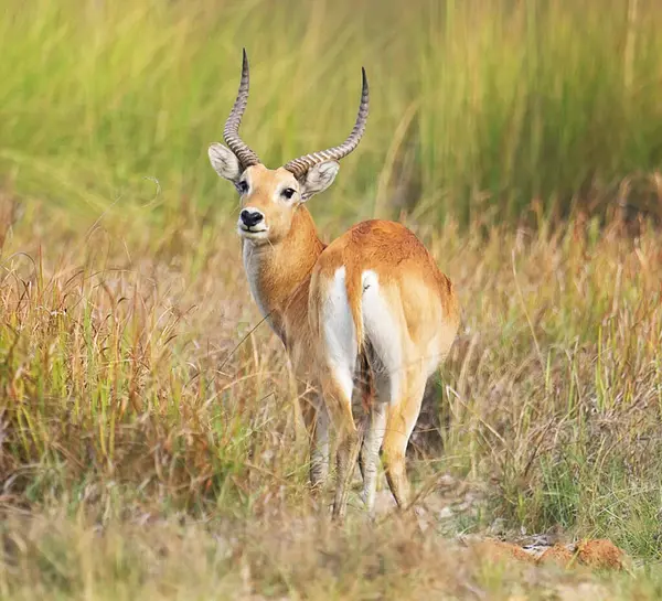 Impala Antilope Het Wild Natuur Achtergrond — Stockfoto
