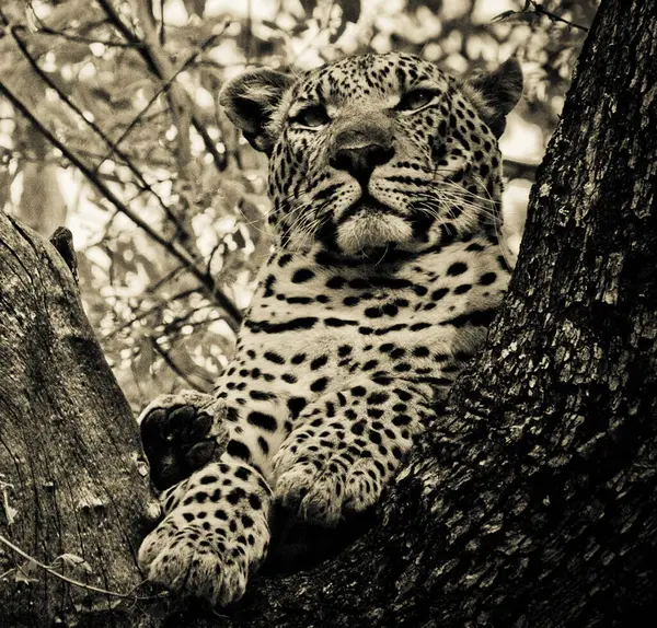 Leopardo Naturaleza Salvaje Vista Diurna —  Fotos de Stock