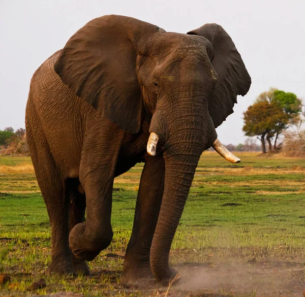 Elefantes Naturaleza Salvaje Vista Diurna —  Fotos de Stock