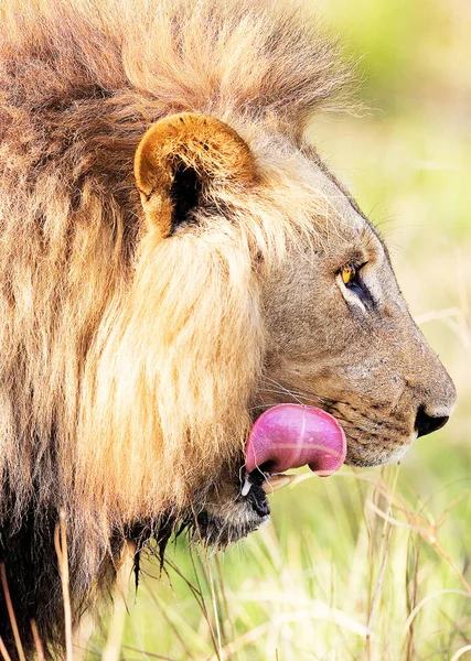 Schöner Majestätischer Löwe Der Tierwelt — Stockfoto
