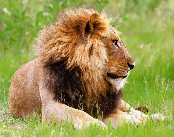 Krásný Majestátní Lev Přírodě — Stock fotografie