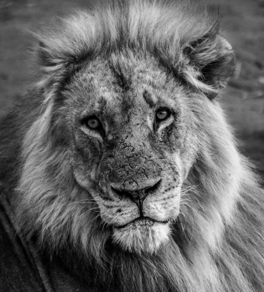 Krásný Majestátní Lev Přírodě — Stock fotografie