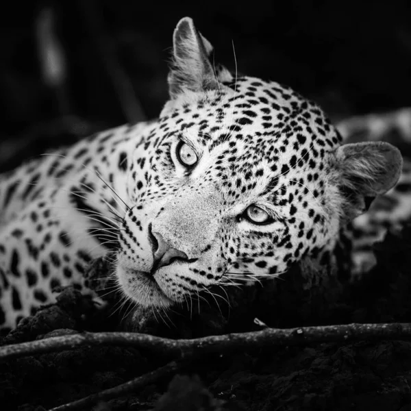 Leopard Natură Sălbatică Vedere Timpul Zilei — Fotografie, imagine de stoc