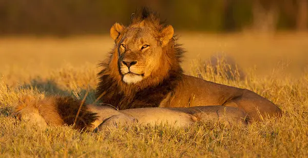 Piękny Majestatyczny Lew Dzikiej Przyrodzie — Zdjęcie stockowe