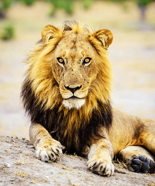 beautiful majestic lion in wildlife