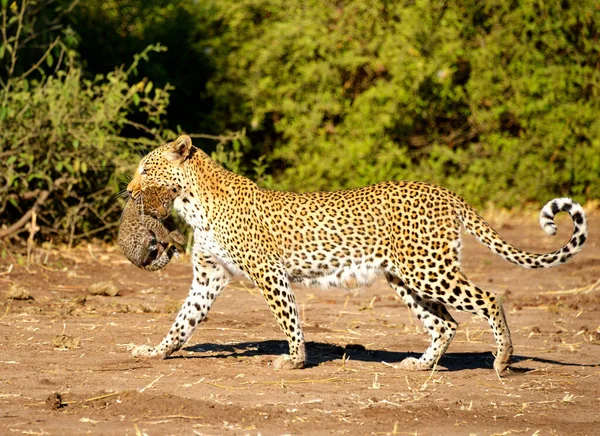 Леопард Природі Вид День — стокове фото
