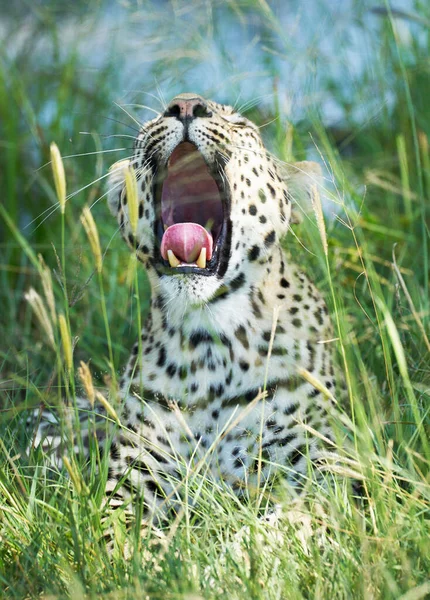 Леопард Дикой Природе Дневной Вид — стоковое фото
