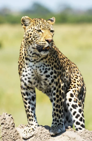 Leopard Wilder Natur Blick Tag — Stockfoto