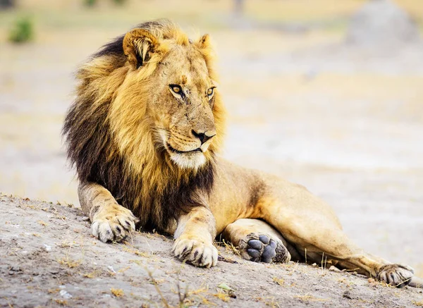 Piękny Majestatyczny Lew Dzikiej Przyrodzie — Zdjęcie stockowe
