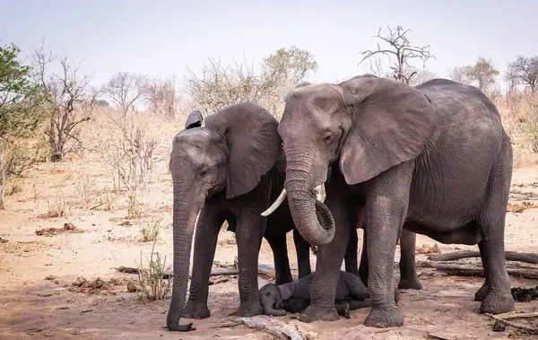 Elefantes Natureza Selvagem Visão Diurna — Fotografia de Stock