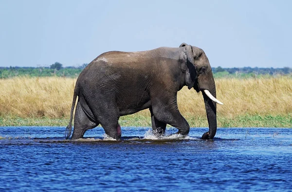 Αφρικανικός Ελέφαντας Στην Άγρια Ζωή Loxodonta Africana — Φωτογραφία Αρχείου