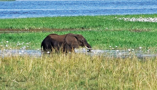 Słoń Afrykański Dzikiej Przyrodzie Loxodonta Africana — Zdjęcie stockowe