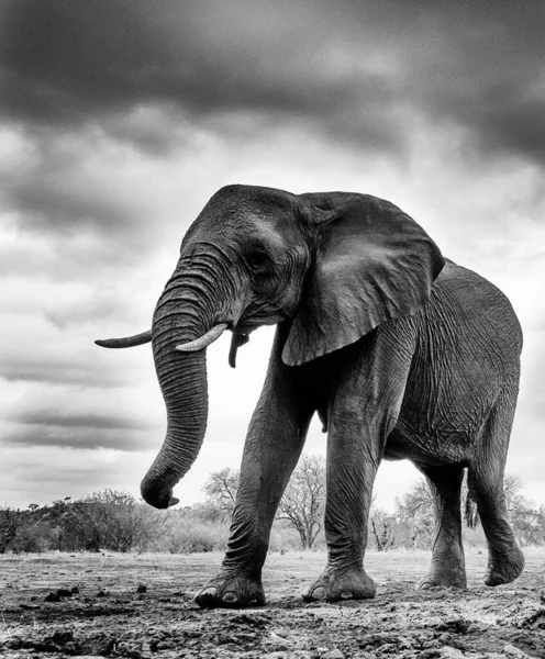 Elefante Africano Vida Silvestre Loxodonta Africana —  Fotos de Stock