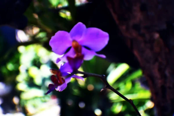 Vackra Lila Orkidé Blommor Violetta Kronblad — Stockfoto