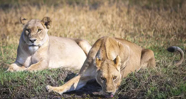 Lew Dzikiej Naturze Panthera Leo Widok Dnia — Zdjęcie stockowe