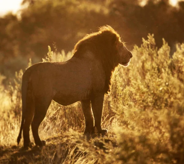 beautiful majestic lion in wildlife