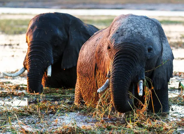 자연에서 코끼리 — 스톡 사진