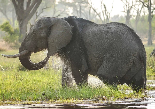 Africký Slon Divočině Loxodonta Africana — Stock fotografie