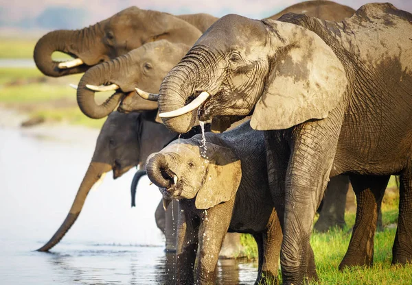 Éléphants Nature Sauvage Vue Jour — Photo