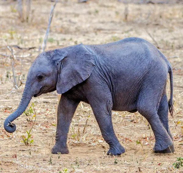 Ελέφαντες Στην Άγρια Φύση Θέα Την Ημέρα — Φωτογραφία Αρχείου