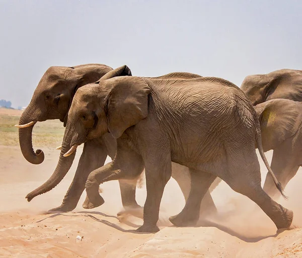 Ελέφαντες Στην Άγρια Φύση Θέα Την Ημέρα — Φωτογραφία Αρχείου