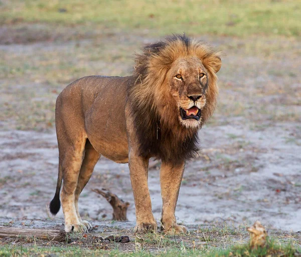 Prachtige Majestueuze Leeuw Het Wild — Stockfoto